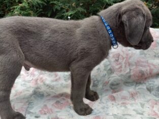 Stunning Cane Corso pups Reduced!