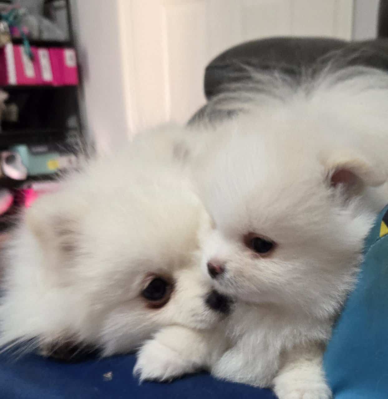 Pomeranian puppies - northern Alabama image 7