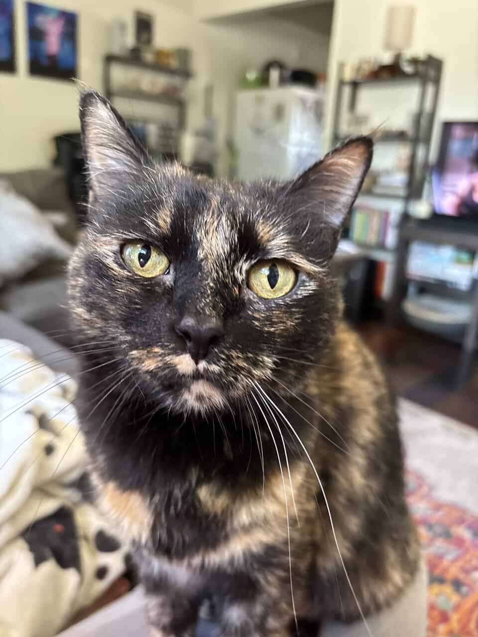 Galaxy is looking for her fur-ever home! image 1
