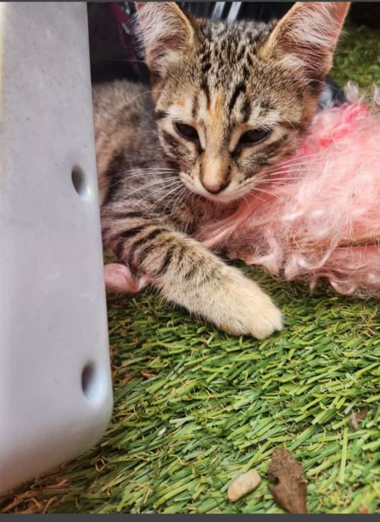 Kittens image 4