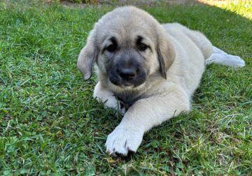 Deuce Kangal – Russian Shepherd Guardian Puppy