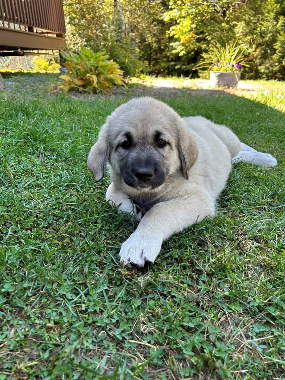 Deuce Kangal - Russian Shepherd Guardian Puppy image 1