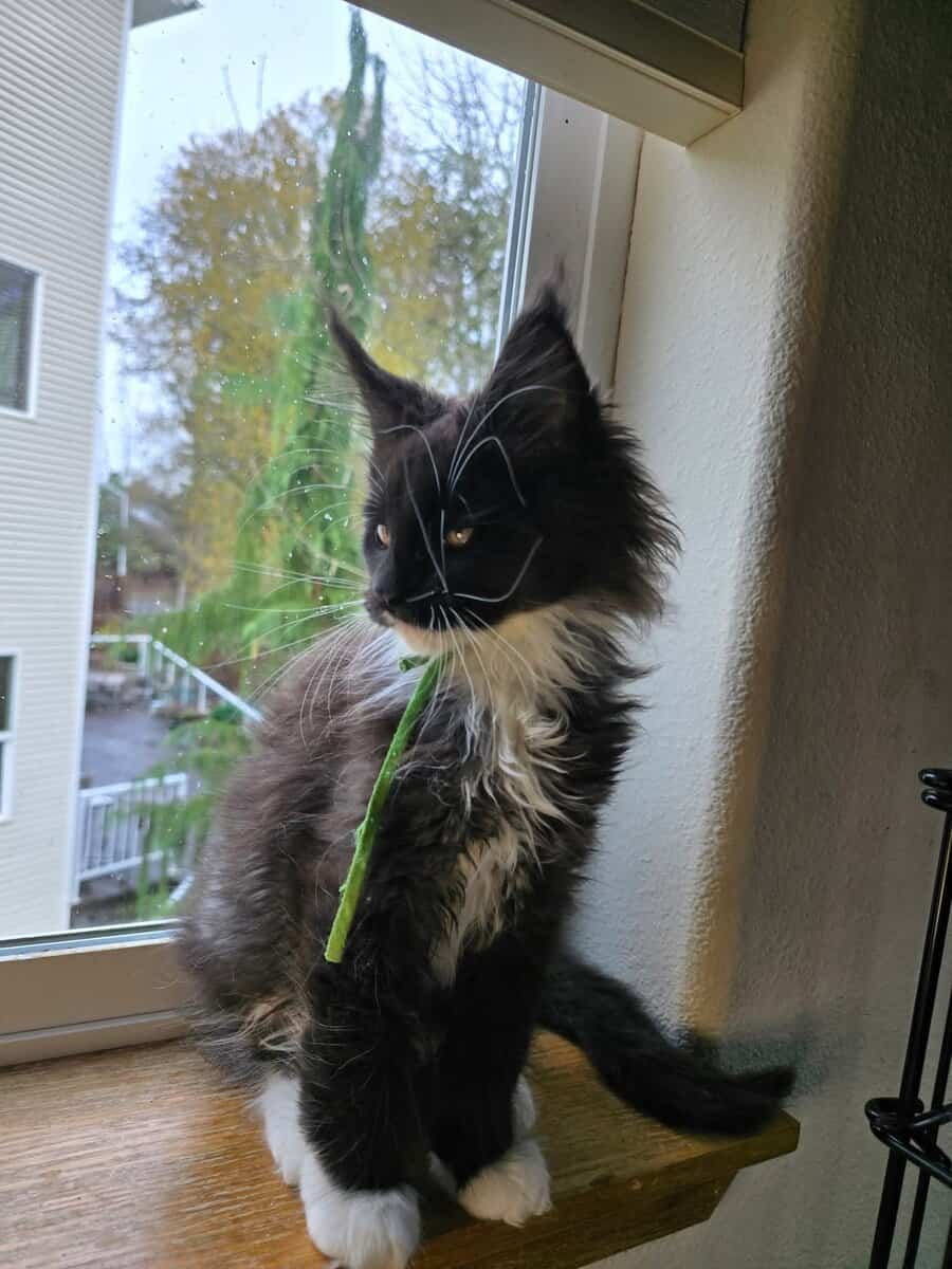 Maine Coon Kittens image 1