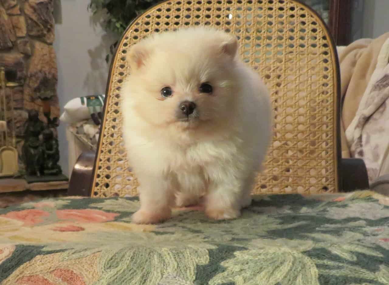 AKC BABYDOLL TEACUP POMRANIAN image 1