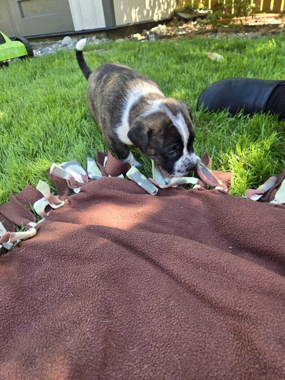 Mastiff/Dane/Pit/Lab mix puppies ❤️ image 5