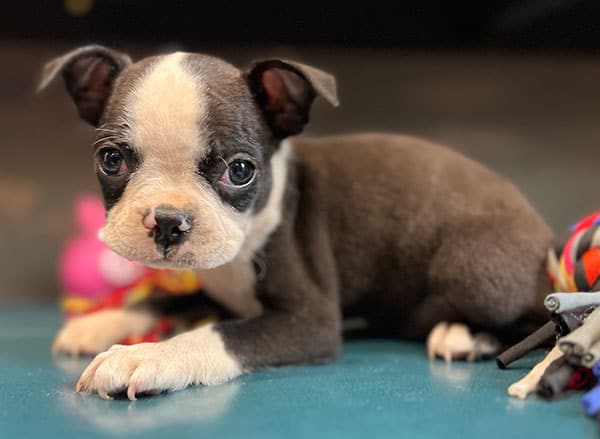 Boston Terrier Puppies image 3