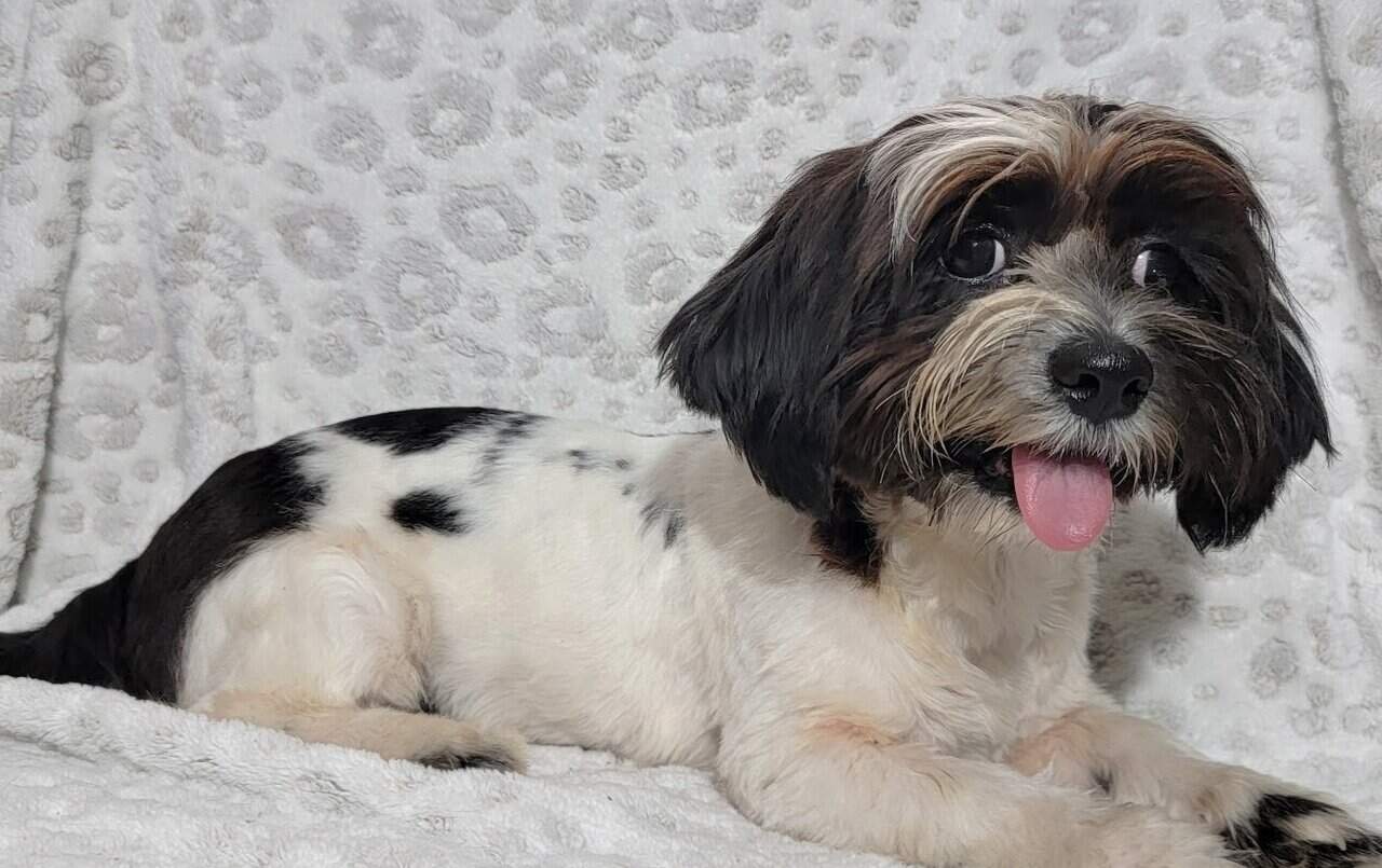 Looking for a good home! image 1