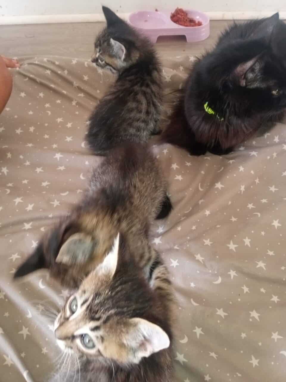 Beautiful fluffy tabby kittens for sale image 1