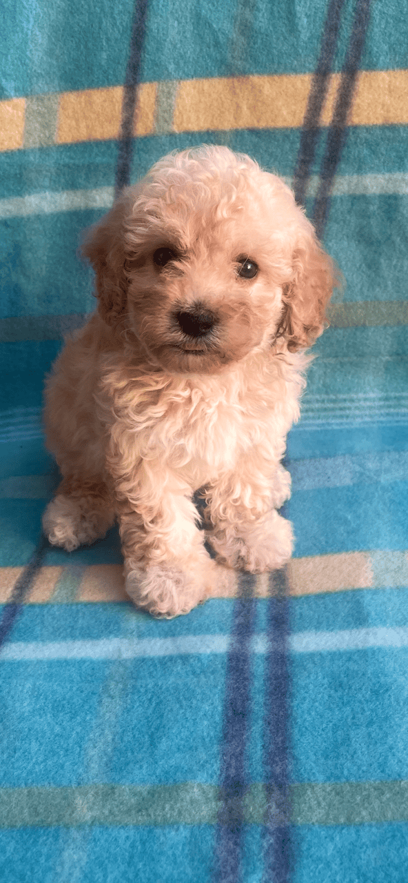 Precious boy Toy Poodle Puppy image 5