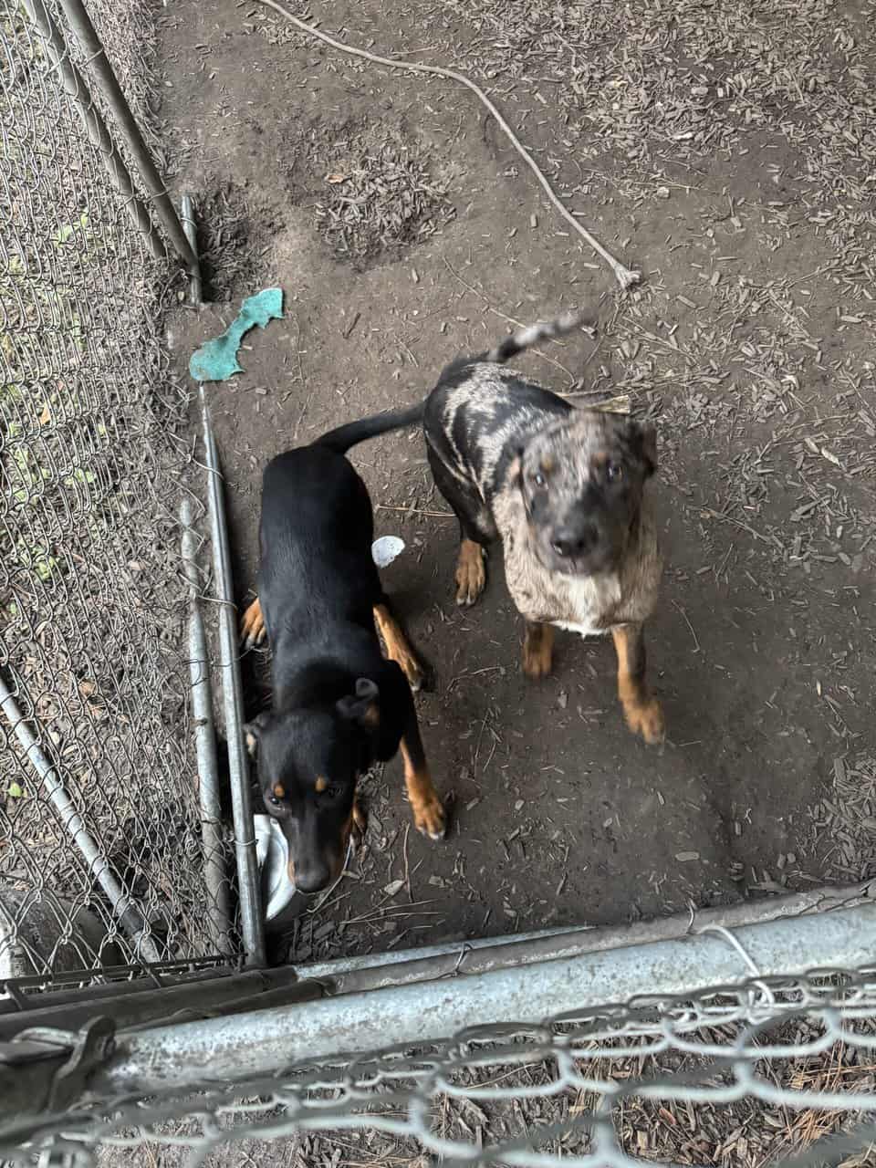 Rottweiler mix puppies image 1