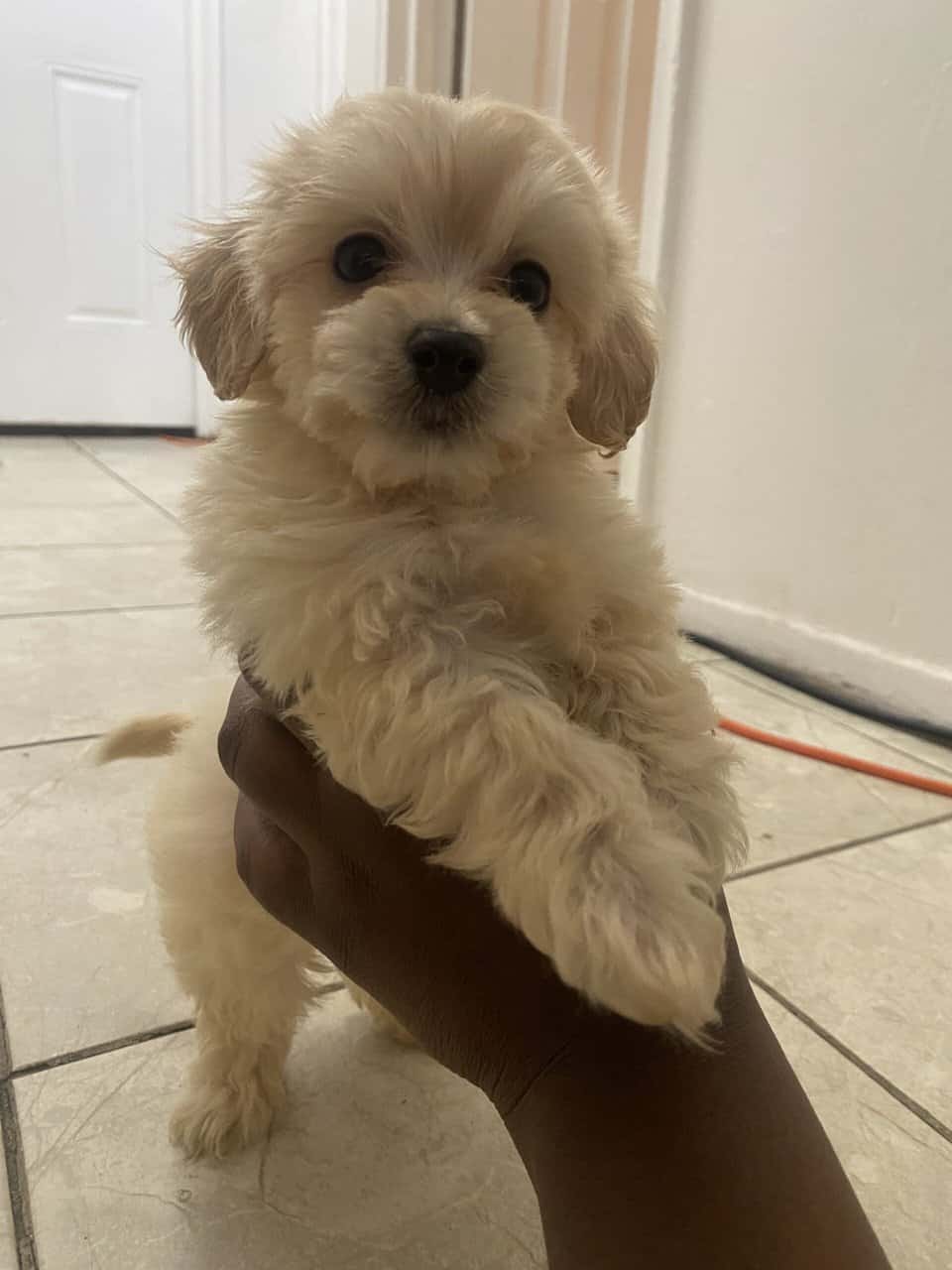 Maltipoo Puppies for sell image 3