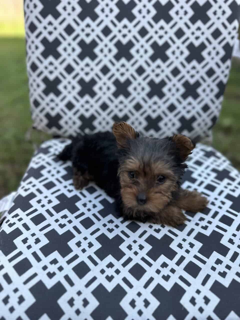 Yorkie for sale - Nyla image 3
