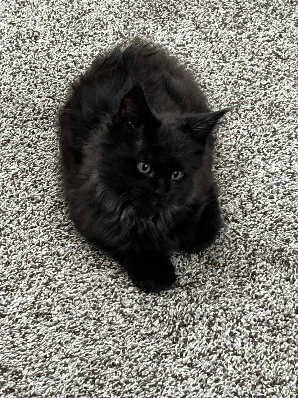Maine Coon Kittens image 1