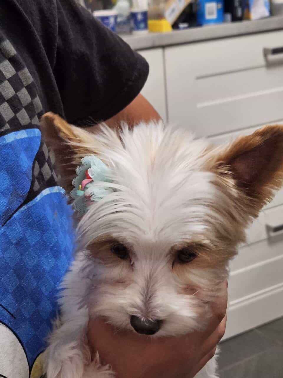 Golddust Yorkie image 6