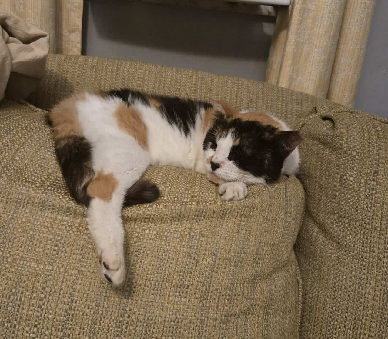 Domestic Calico Cat image 1