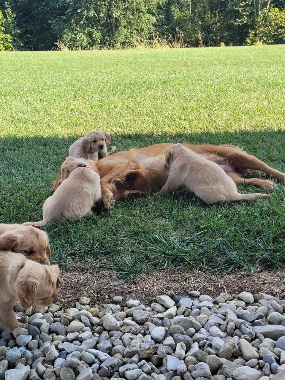 Golden Retriever puppies image 2