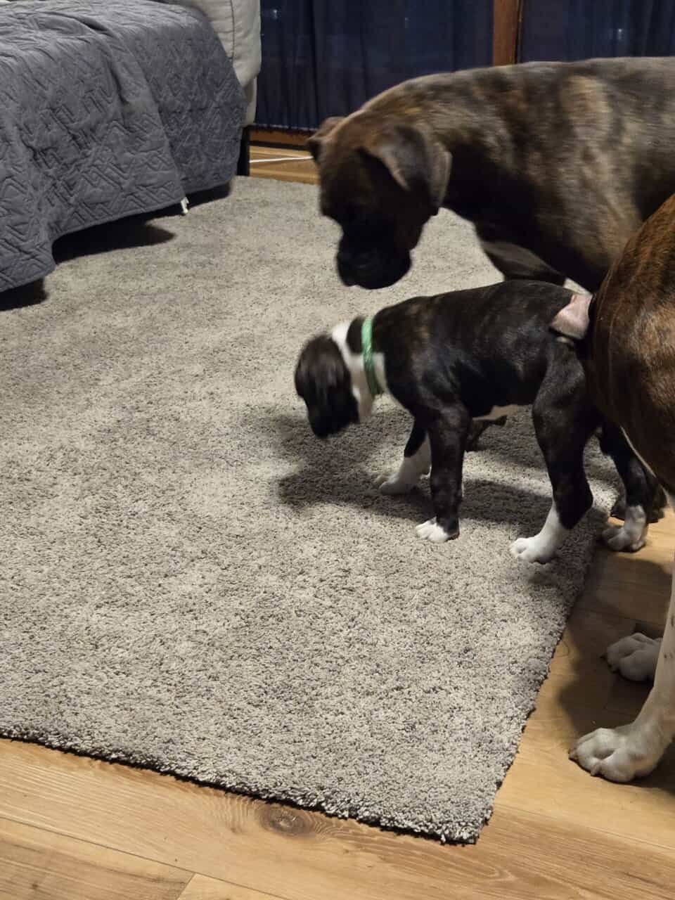 AKC PUPPY image 7