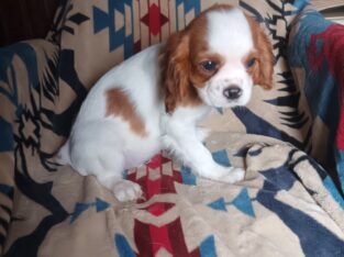 Cavalier King Charles Spaniels
