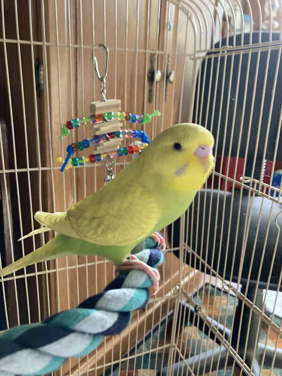 Hand Fed Budgies Available image 5