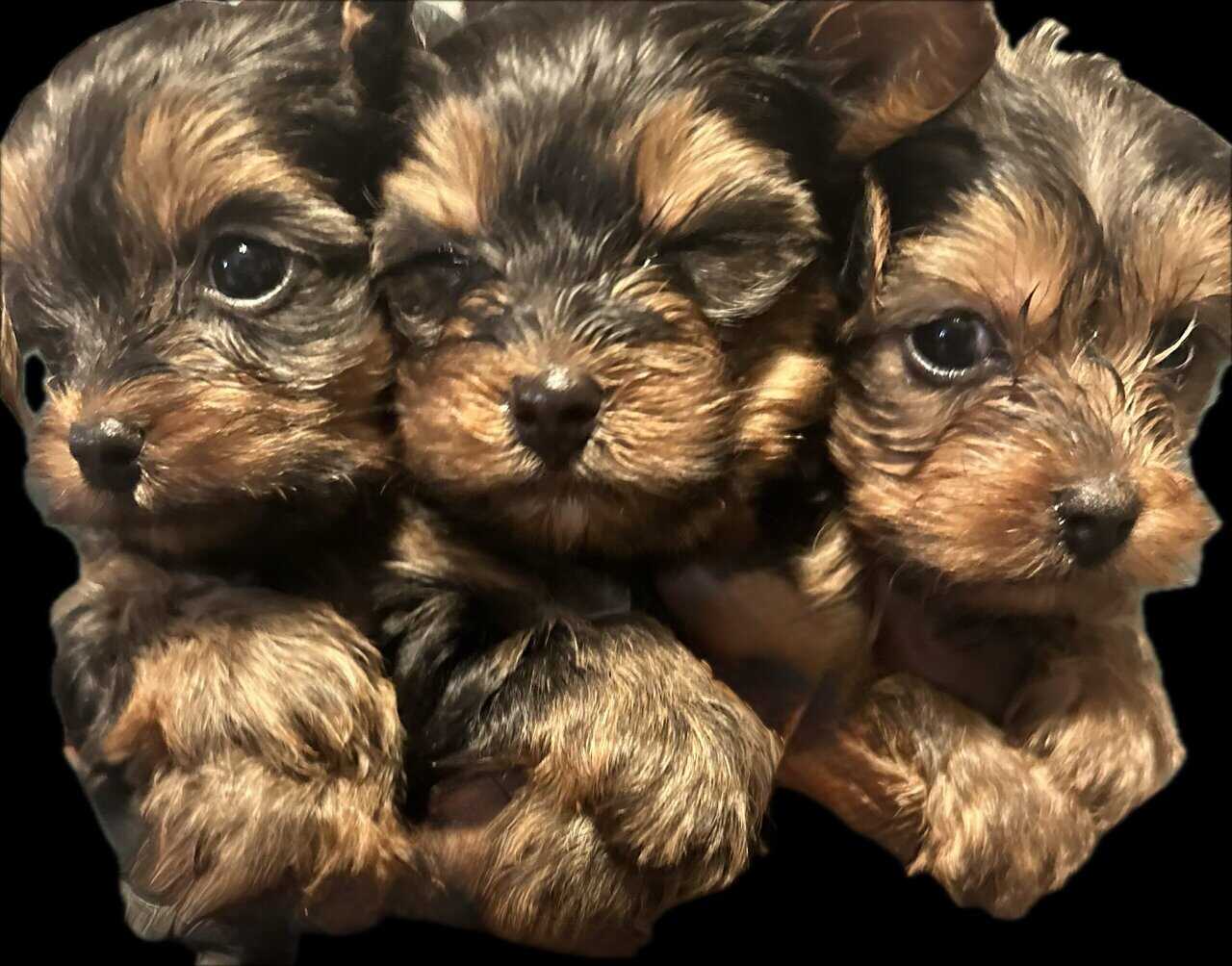 Puppies for sale - Leo image 3