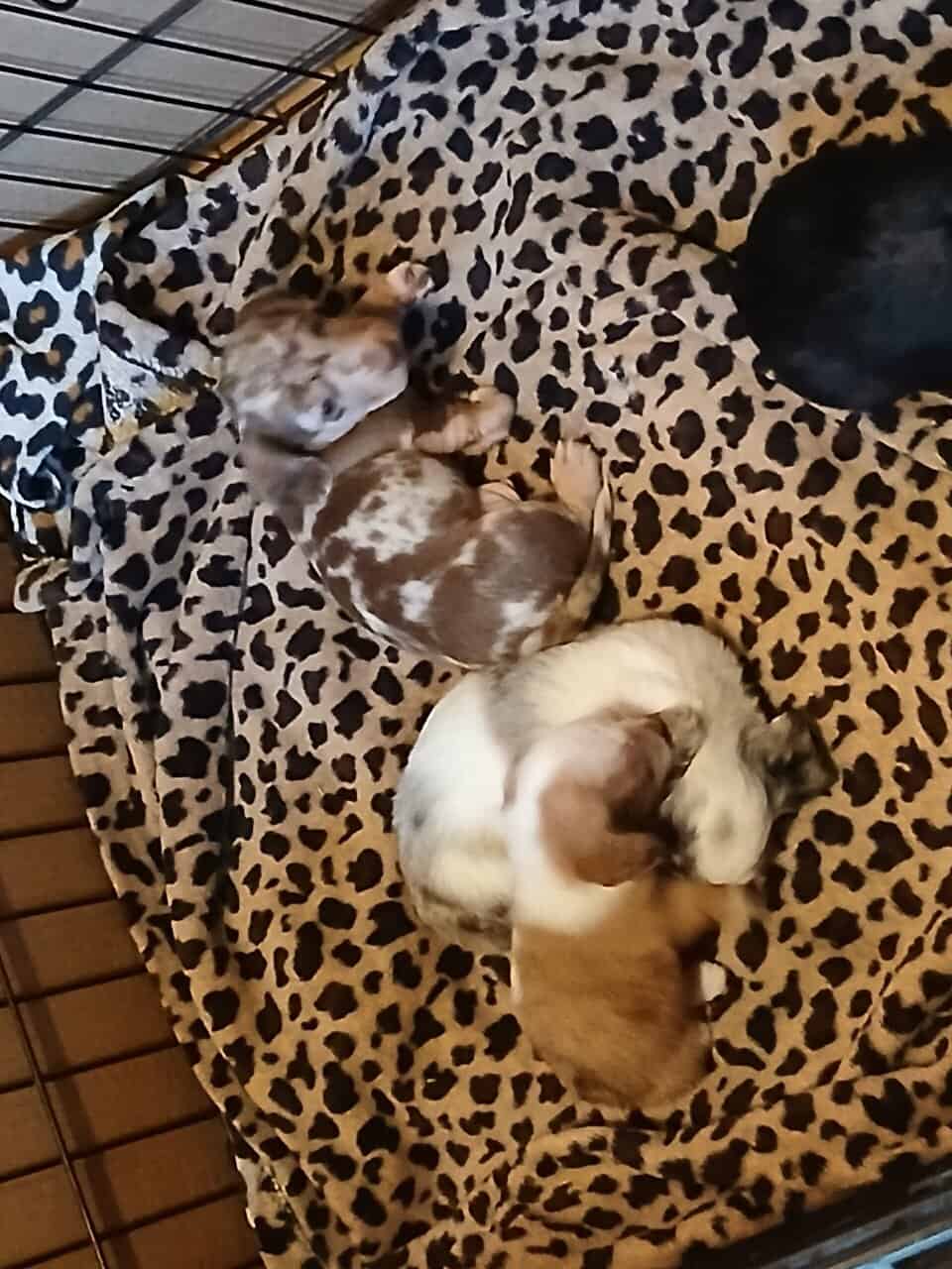Dachshund puppies image 6