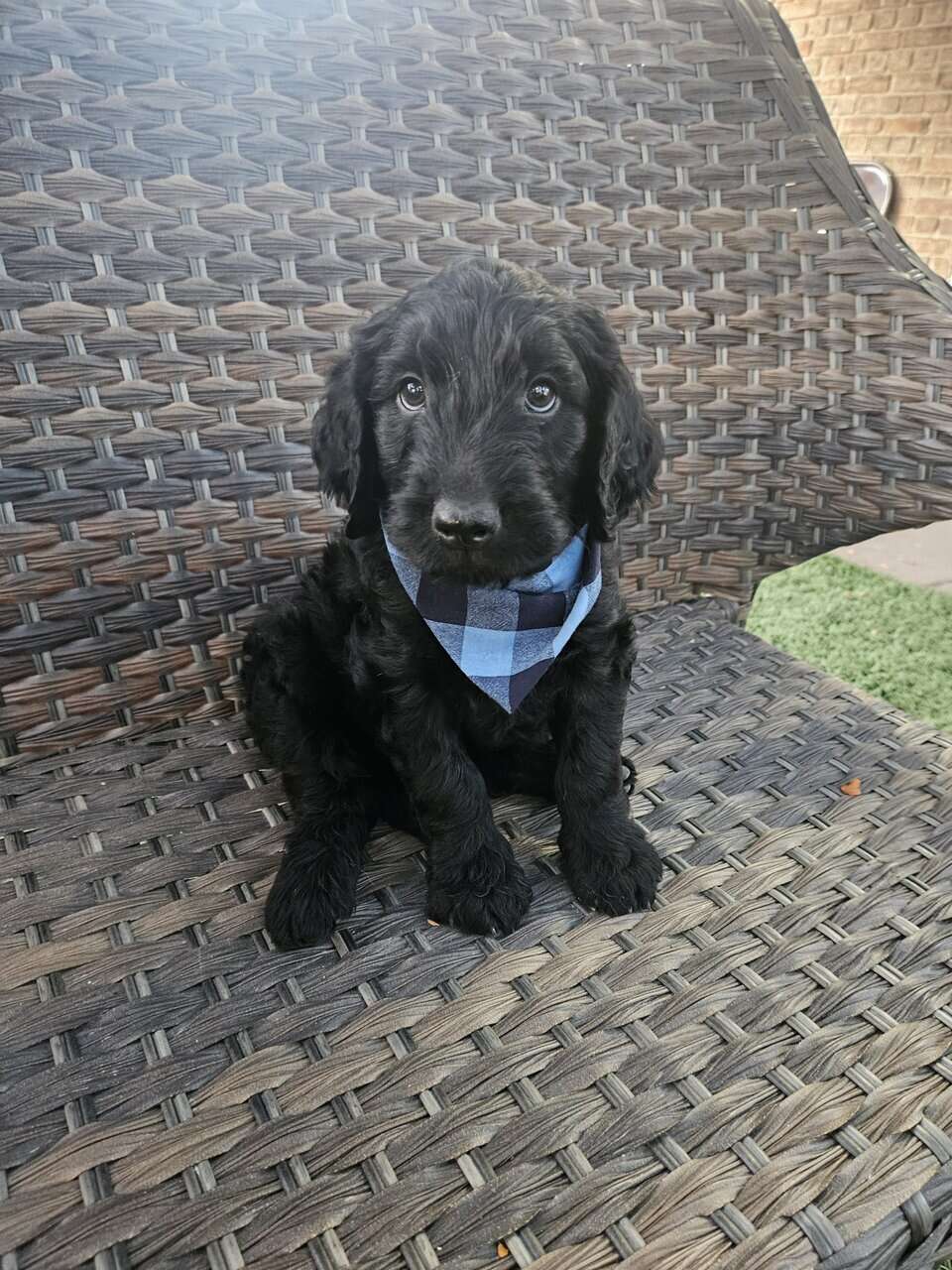 Black Goldendoodles image 1