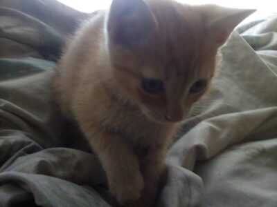 Ginger kitten