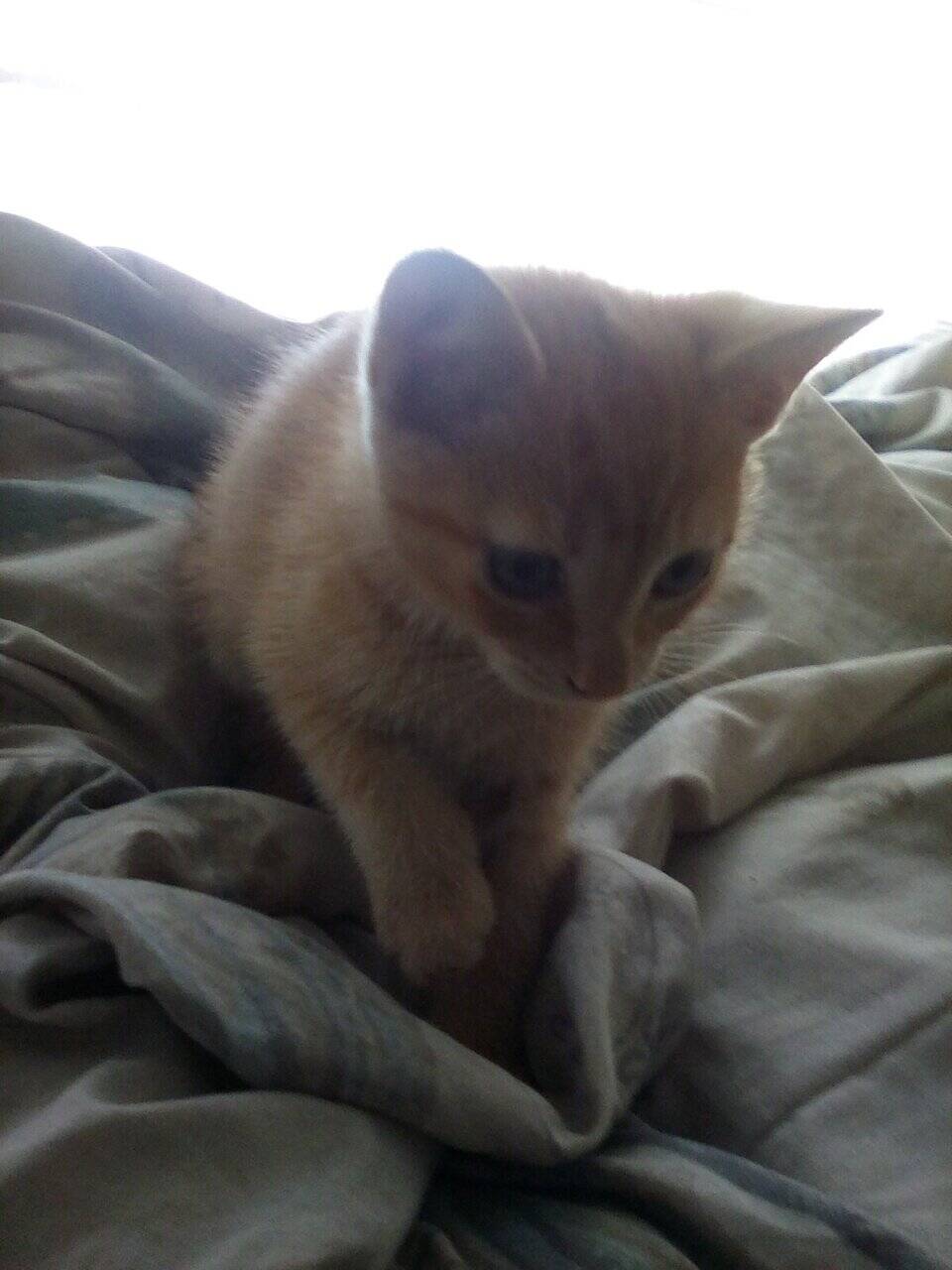 Ginger kitten image 1