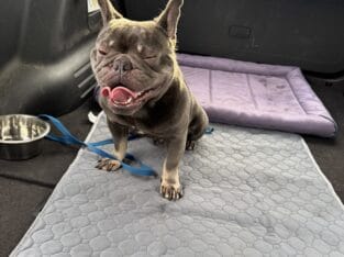 Frenchie bull dog Male