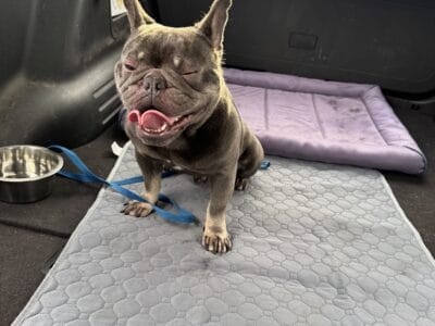 Frenchie bull dog Male