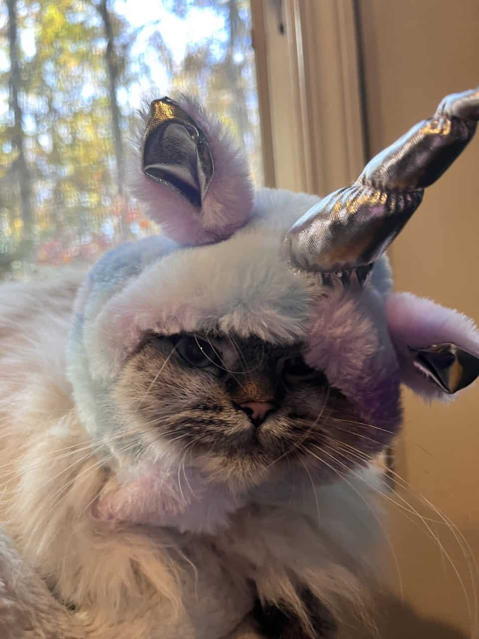 Vanilla is a Seal Point Himalayan Cat 1.5 Yrs Old image 5