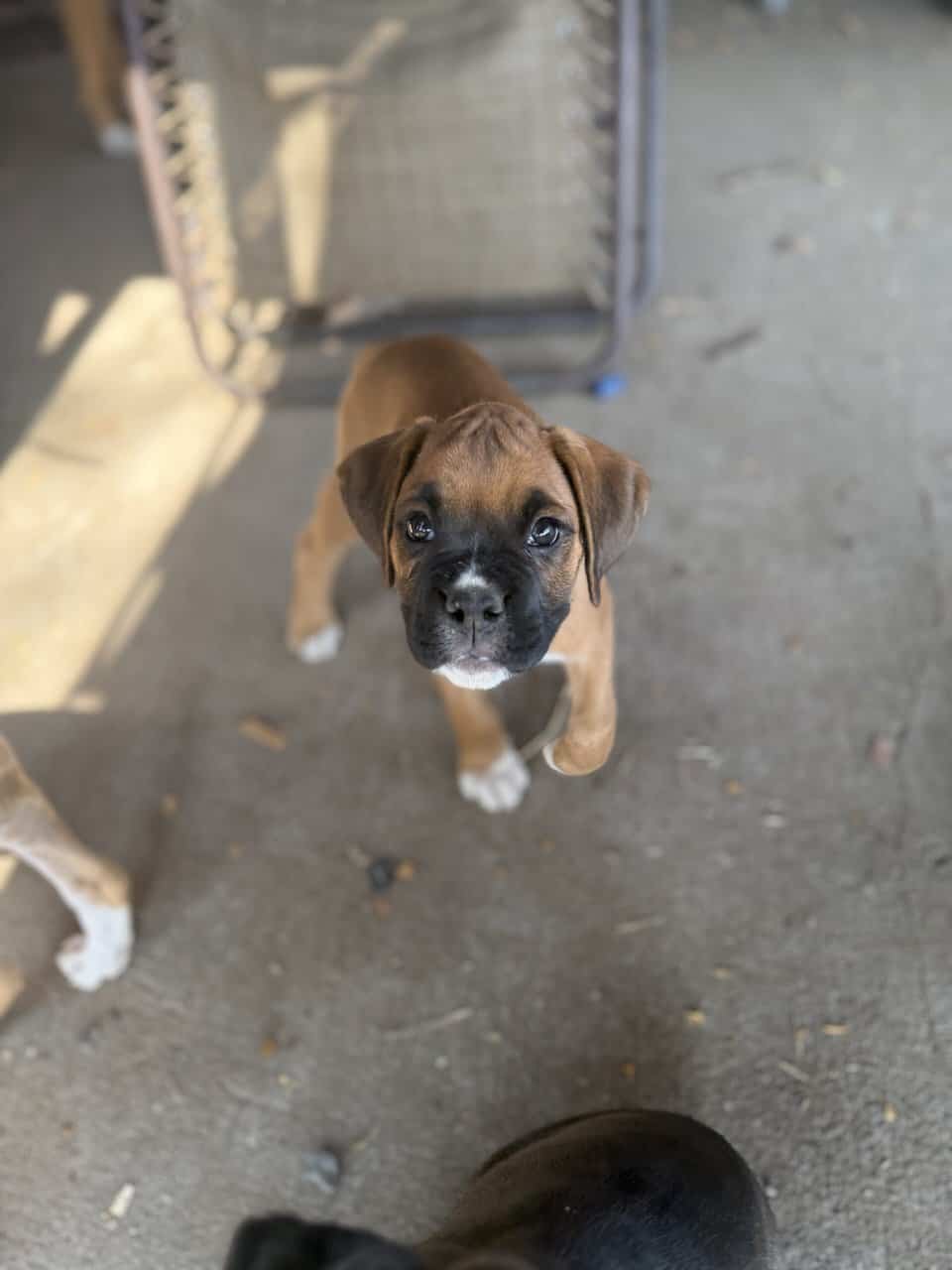 Boxer Puppies image 15