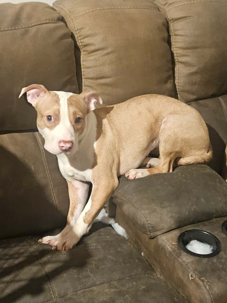 American Staffordshire Puppy image 1