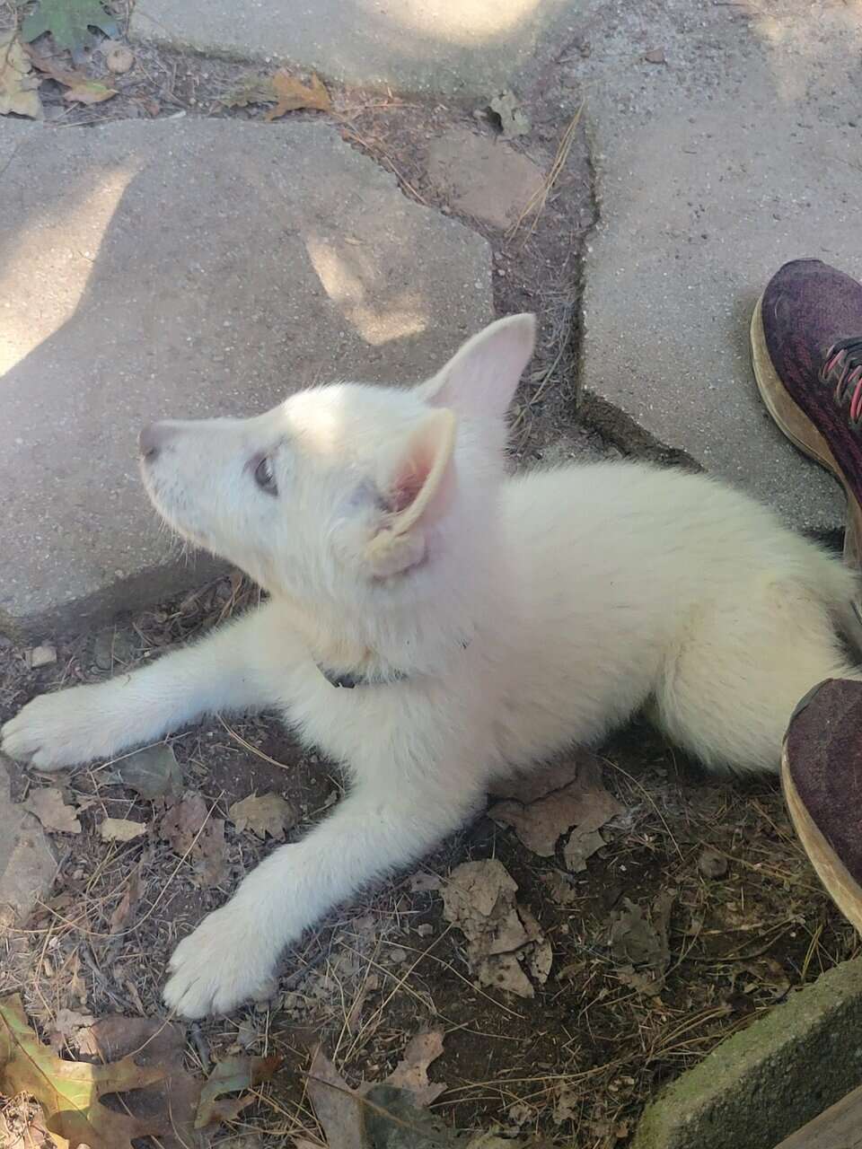 Shepski puppies image 7
