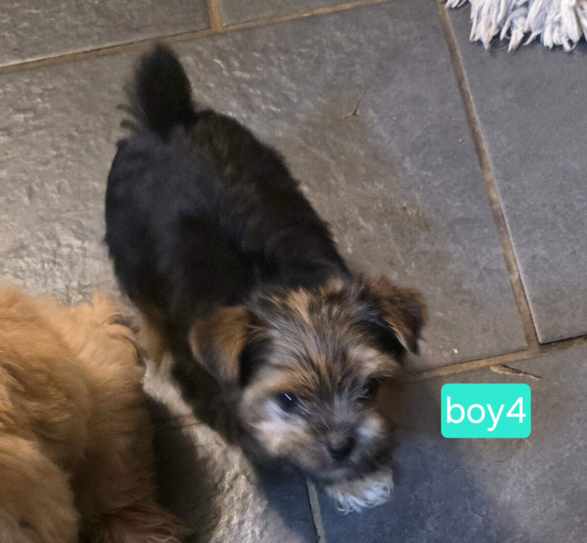 Ckc yorkie puppies image 1