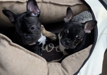 Ready for my furever home