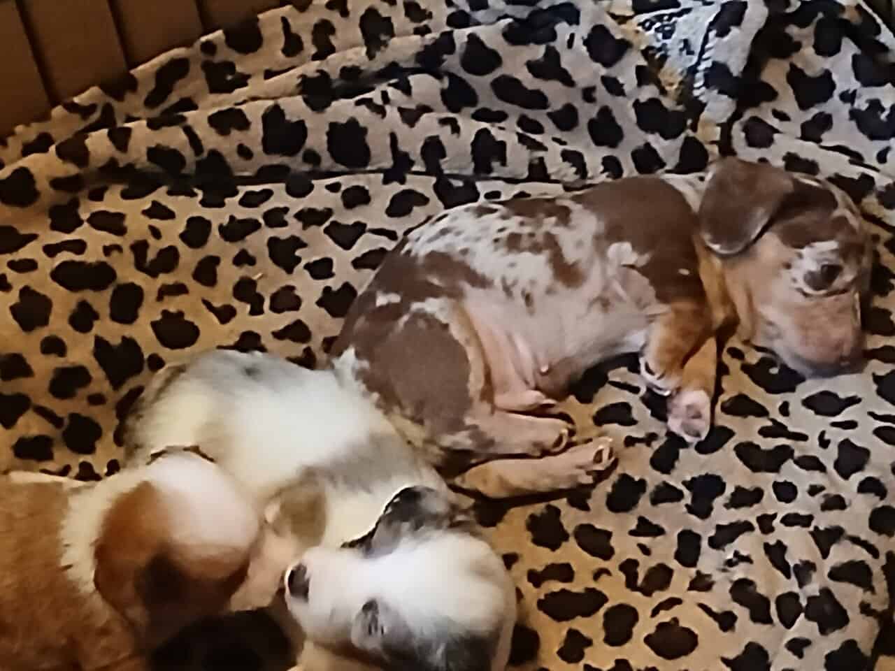 Dachshund puppies image 4