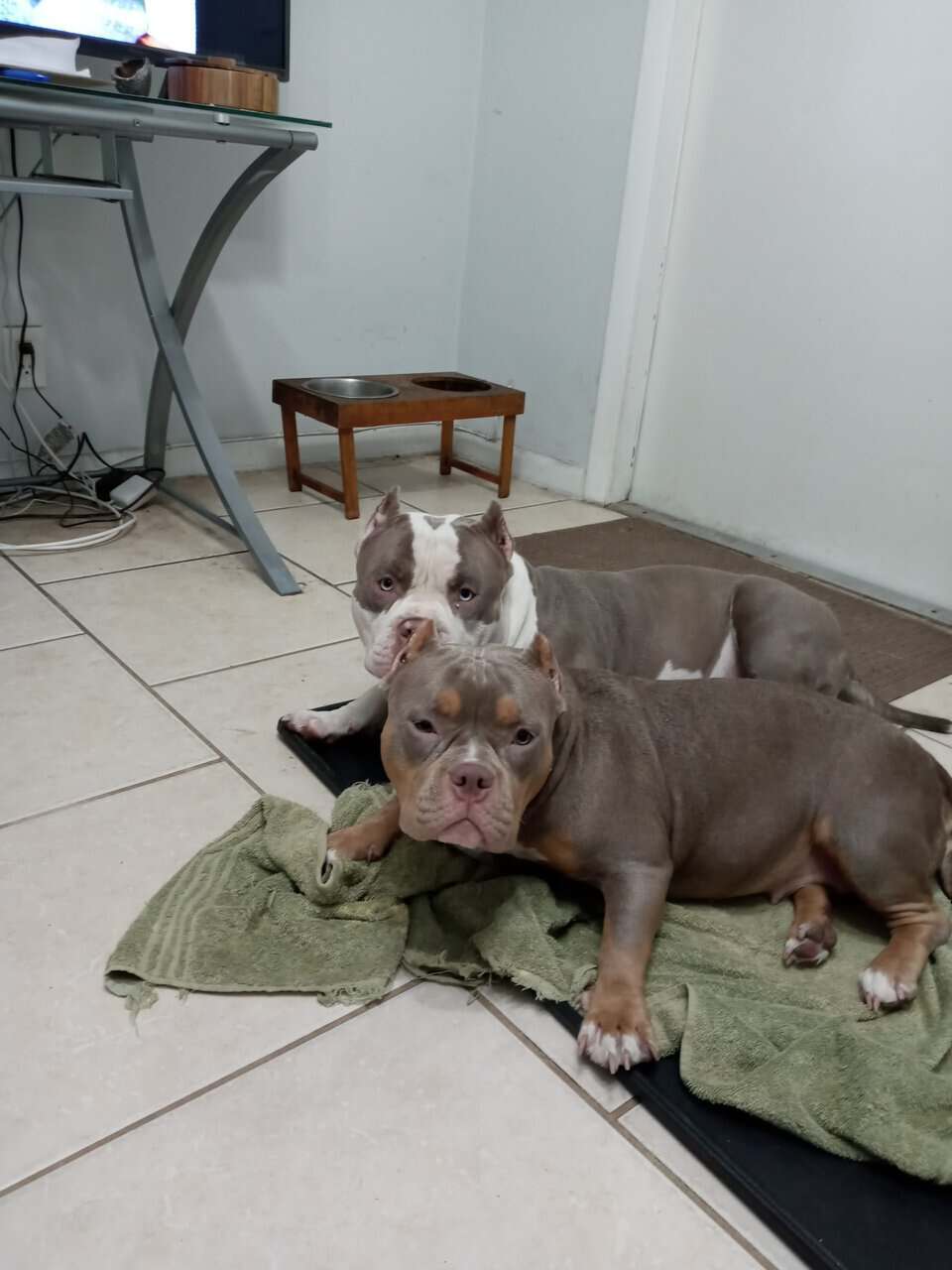 American Bully puppies for sale image 1