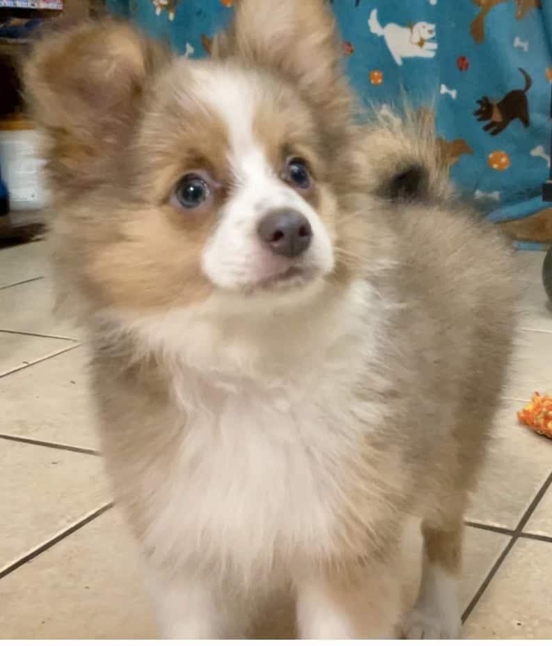 AussiePom Puppies image 2