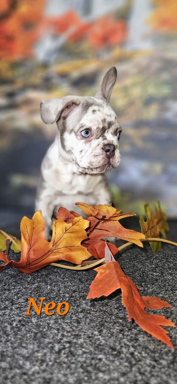 Akc registered french bulldogs image 2
