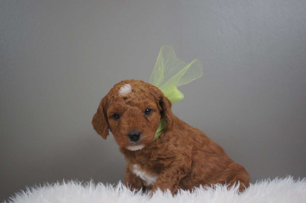 F1b Mini Goldendoodle image 6