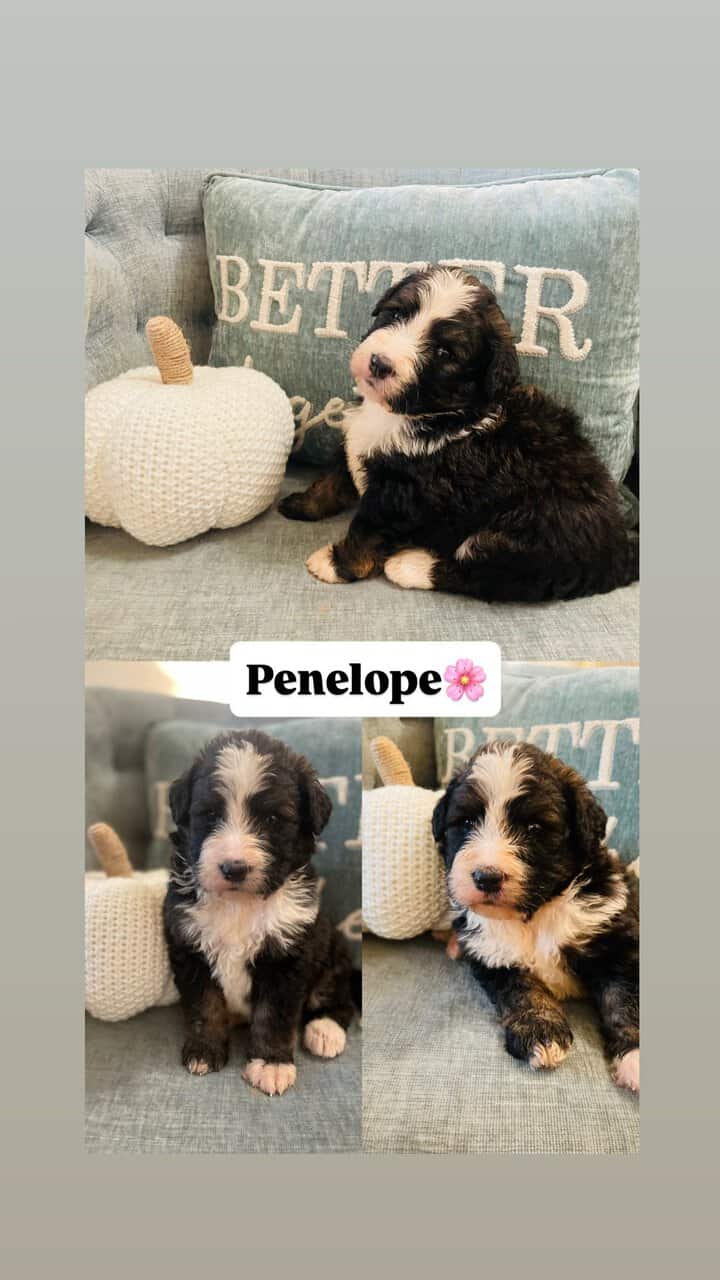 Bernedoodle F1 puppies image 2