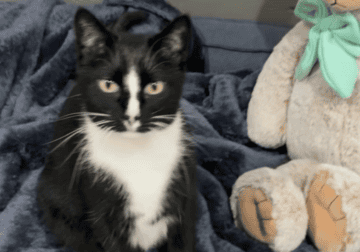 Sweet Girl Needs New Home