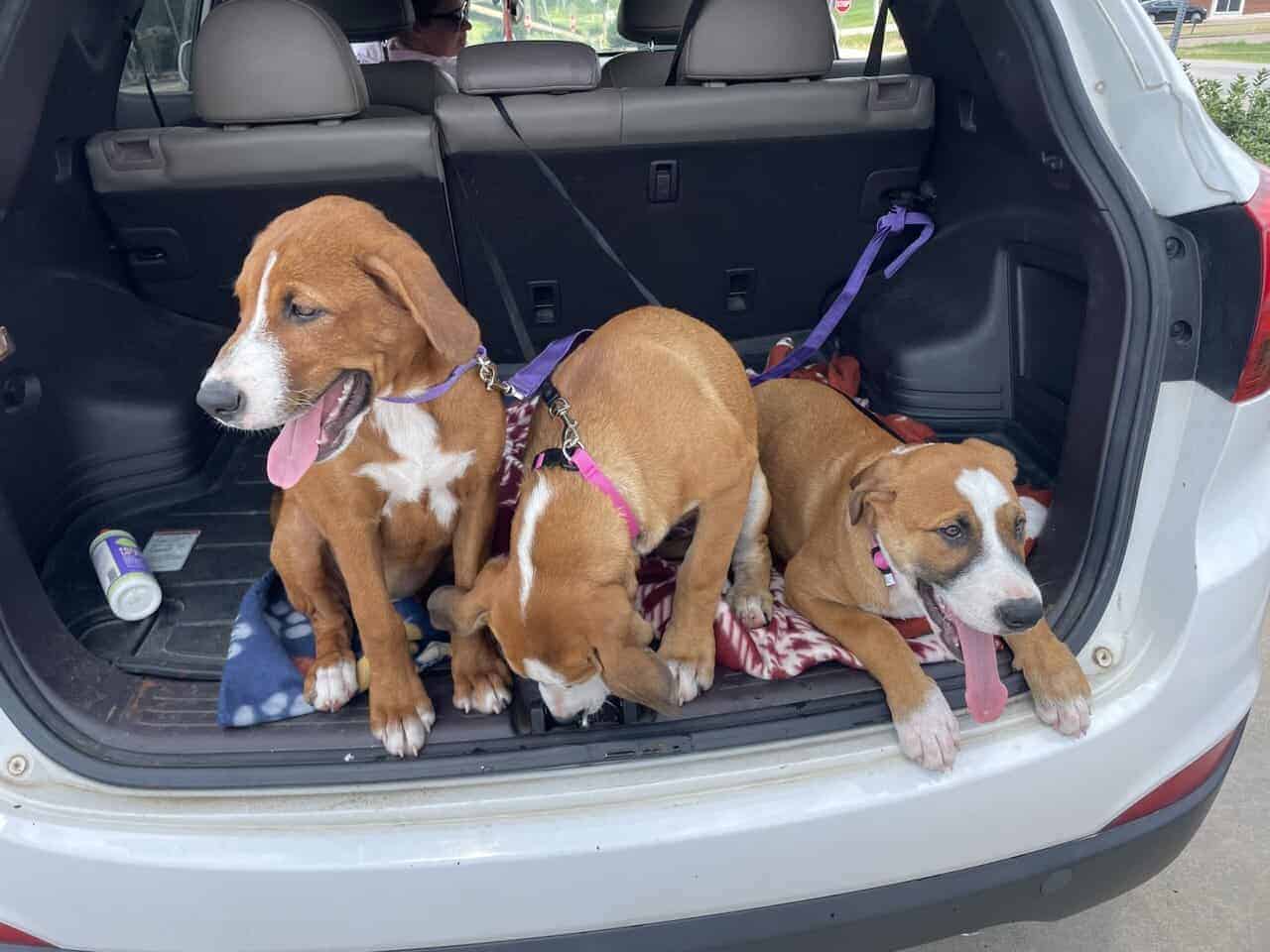 Free puppies image 3