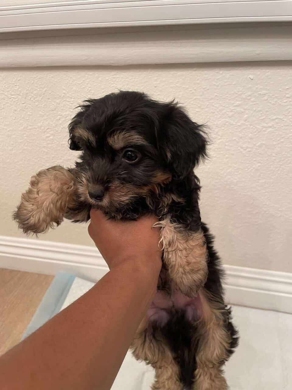 Buddy image 4