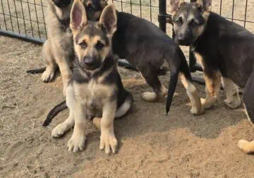 German shepherd puppies