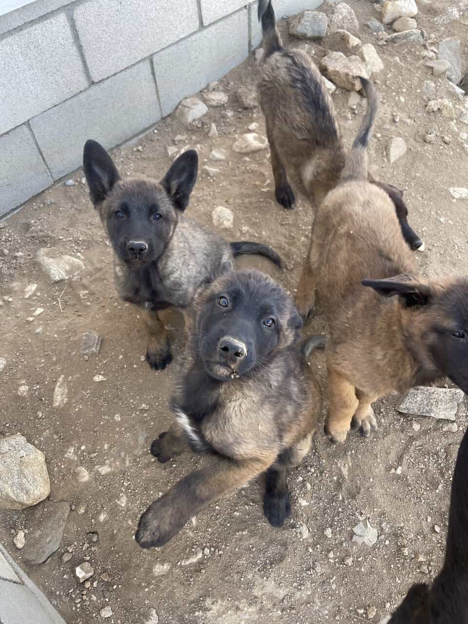 German Shepard/ Belgian Puppies image 3