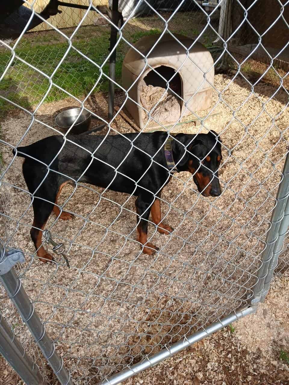 Male 2 year old Doberman image 2