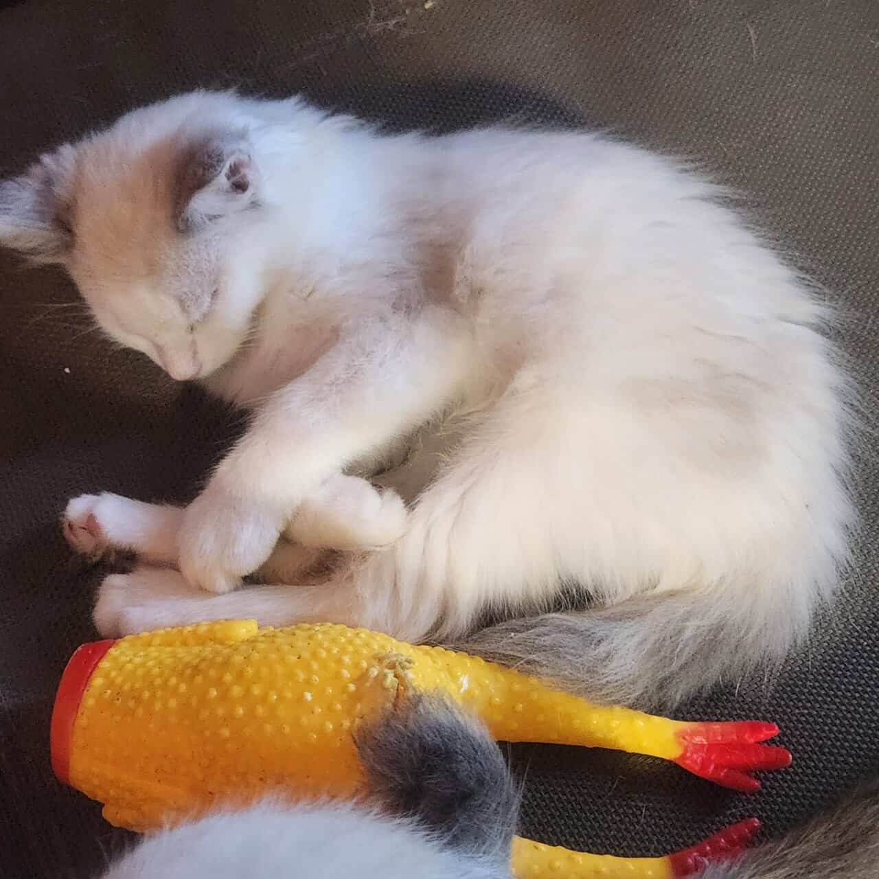 Unique Kitten Female image 5