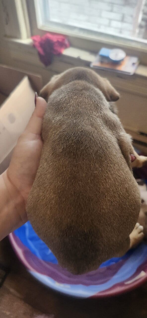 2 female full blooded pittbulls image 2